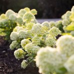 Hortenzia metlinatá (Hydrangea paniculata) ´LIVING LITTLE PASSION´® by LIVING CREATIONS® výška 20-30 cm, kont. C1,5L